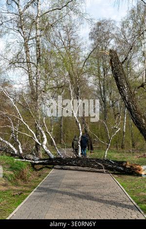 Two People Confronting a Fallen Birch Tree Blocking a Park Path in Early Spring Stock Photo