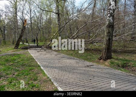 Fallen Birch Tree Blocking Park Path With Lone Person Walking on Paved Woodland Trail Stock Photo