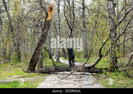 Person Standing Behind Fallen Birch Tree Blocking Park Path In Early Spring Forest Stock Photo