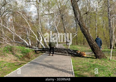 Two People Confronting a Fallen Birch Tree Blocking a Park Path in Early Spring Stock Photo
