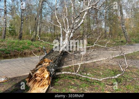 Fallen Birch Tree Blocking Park Path After Storm In Early Spring Forest Stock Photo