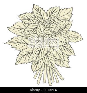 Vector illustration of a herbal leaf bundle inspired by mint, nettle and rosemary. Suitable for medicine, beauty, food packaging, labels, branding and clipart use. Stock Vector