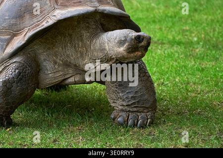 Giant tortoise on the grass in the zoo Stock Photo