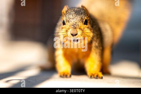 American fox squirrel (Sciurus niger) front view and looking slightly away from the camera. Stock Photo