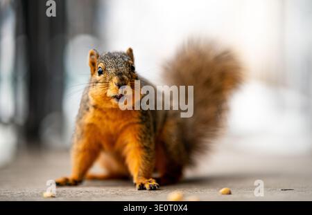 American fox squirrel (Sciurus niger) front view with shocked look on his face. Stock Photo