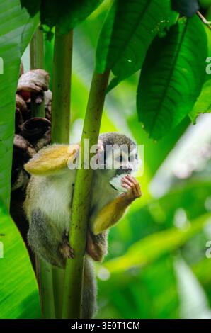 Close-up wildlife photograph of a squirrel monkey perched on a tropical tree while eating fruit. Stock Photo