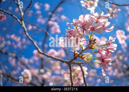 Japanese cherry blossoms, Prunus serrulata flowers, pink petals in springtime Stock Photo