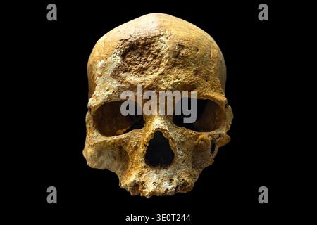 Cro-Magnon skull isolated on black background, early Homo sapiens fossil Stock Photo