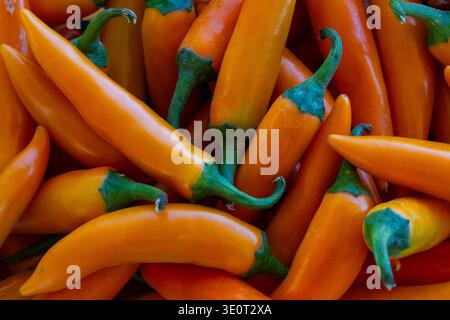 Commercial Title: Assorted Pile of Fresh Red, Orange, and Green Chili Peppers, Vibrant Multi-Colored Spicy Peppers Background, Organic Harvest Food Te Stock Photo