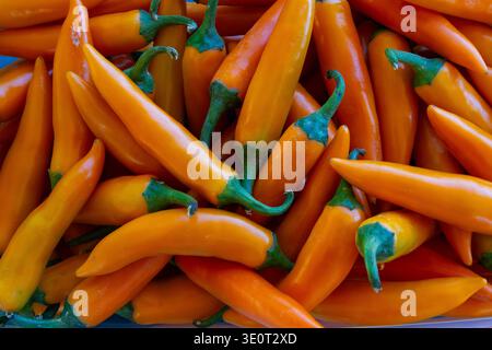 Commercial Title: Assorted Pile of Fresh Red, Orange, and Green Chili Peppers, Vibrant Multi-Colored Spicy Peppers Background, Organic Harvest Food Te Stock Photo
