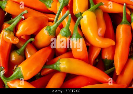 Commercial Title: Assorted Pile of Fresh Red, Orange, and Green Chili Peppers, Vibrant Multi-Colored Spicy Peppers Background, Organic Harvest Food Te Stock Photo