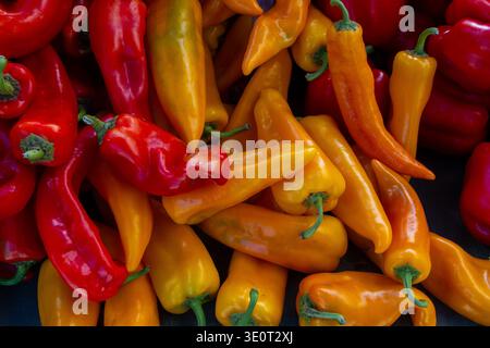 Commercial Title: Assorted Pile of Fresh Red, Orange, and Green Chili Peppers, Vibrant Multi-Colored Spicy Peppers Background, Organic Harvest Food Te Stock Photo