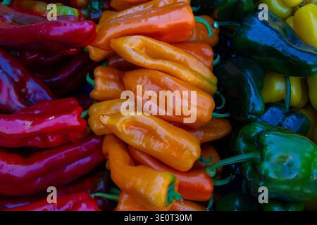 Commercial Title: Assorted Pile of Fresh Red, Orange, and Green Chili Peppers, Vibrant Multi-Colored Spicy Peppers Background, Organic Harvest Food Te Stock Photo