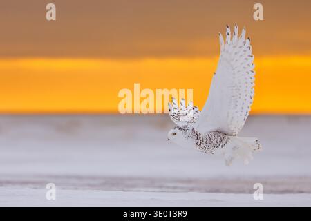 Snowy owl / polar owl / Arctic owl / white owl (Bubo scandiacus) adult female in flight hunting over snow covered tundra at sunrise in winter Stock Photo