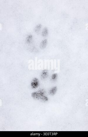 Red fox (Vulpes vulpes) close-up of footprints of foreleg / front paw and hindfoot / hind leg in the snow in winter Stock Photo
