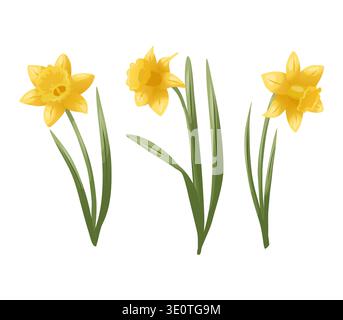 A set of yellow daffodils with green leaves. Vector illustration with smooth gradients. A spring botanical element for greeting cards, invitations Stock Vector