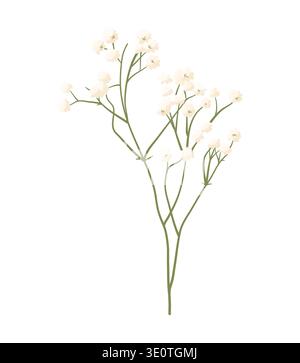 A branch of gypsophila with small white flowers in a delicate pastel vector style. A spring botanical decorative element for greeting cards, wedding Stock Vector