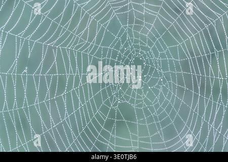 Spider web with dew drops close-up against blurred natural green background Stock Photo