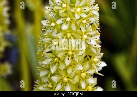 Eucomis autumnalis, the autumn pineapple flower, or autumn pineapple lily, is a species of flowering plant in the family Asparagaceae. Stock Photo
