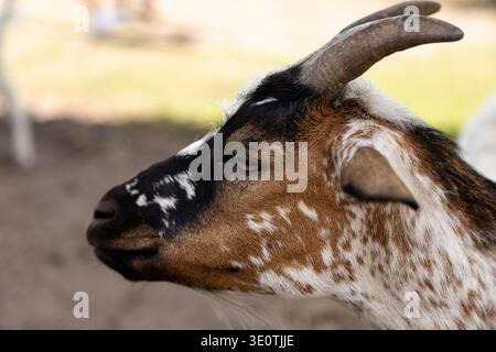 Young goat standing on rural path in farm Stock Photo