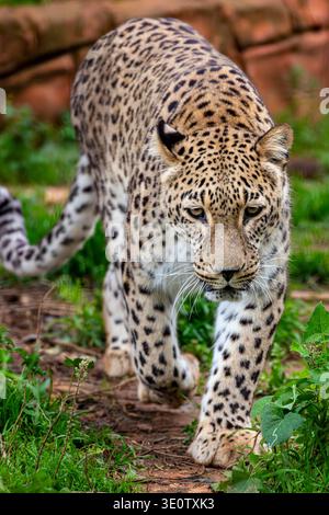 The Persian leopard (Panthera pardus tulliana) is a large leopard subspecies native to Western Asia, known for its strength and striking spotted coat. Stock Photo