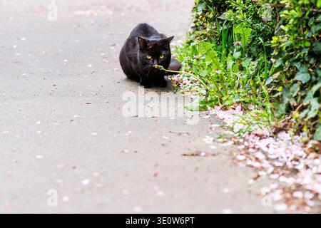 Black cat crouching on paved path near green bushes with scattered flower petals along the edge of pavement. Copy space. Selective focus. Stock Photo