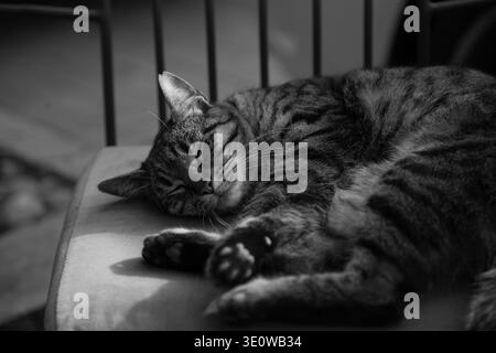 A Peaceful Tabby Cat Lounging Comfortably On A Chair In Istanbul. Stock Photo