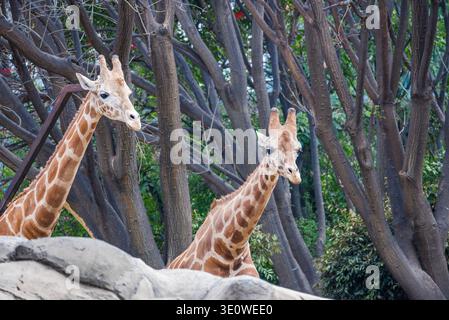 Mexico City, Mexico - March 21, 2024. Northern giraffe (Giraffa camelopardalis), also known as the three-horned giraffe Stock Photo