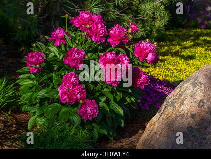 Beautiful Peony flowers of a vibrant pink color blooming in a well maintained, nicely landscaped garden. Stock Photo