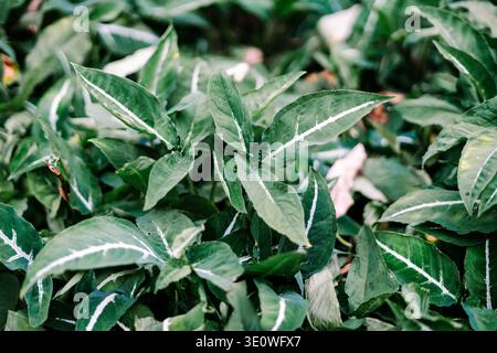 A vibrant close-up of lush green leaves with distinctive white veins, forming a beautiful natural background. Stock Photo