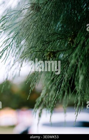 Lush green needle-like leaves in sharp focus create a textured botanical background, emphasizing natural beauty and freshness. The soft bokeh adds dep Stock Photo