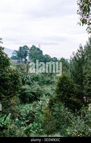 Lush tropical forest lines the serene river in this travel concept from ...
