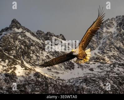 White Tailed Sea Eagle, haliaetus albicilla, flying over the Trollfjord in the Lofoten Islands, Norway in a snow storm Stock Photo