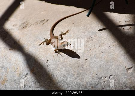 A small brown anole, known scientifically as $Anolis$ $sagrei$, basking in the sunlight on a textured stone surface, showcasing its intricate scales a Stock Photo