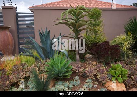 Drought-resistant succulent garden border featuring tall aloes and colorful groundcover succulents in a South African residential garden. Stock Photo
