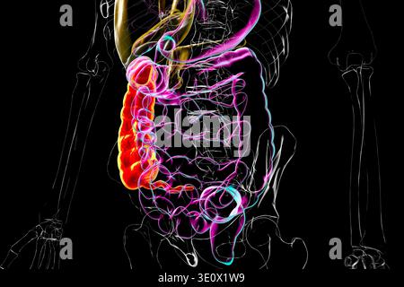 Ascending colon and appendix. Illustration showing the digestive system ...