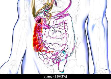 Ascending colon and appendix. Illustration showing the digestive system ...