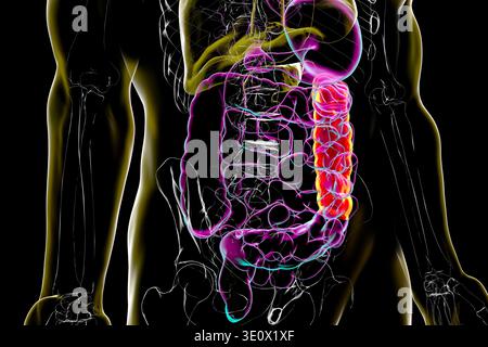 Human digestive system with highlighted descending colon. Illustration ...