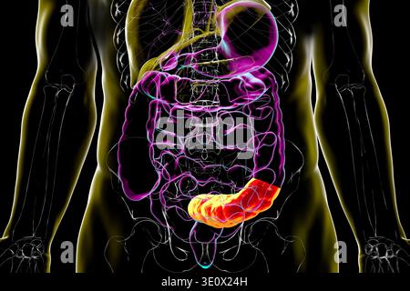 Human digestive system with highlighted sigmoid colon. Illustration ...