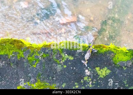 Yellow tropical bird catches and eats dragonfly insect at a river in Patong Beach Kathu District Phuket Island Province Southern Thailand in Southeast Stock Photo