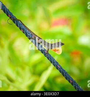 A brown anole, as Cuba or Bahamas or Caribbean lizard. Photographed in the western part of Singapore. Stock Photo