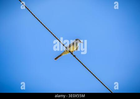 Tropical Bird Resting on Power Line in Clear Brazilian Sky Stock Photo