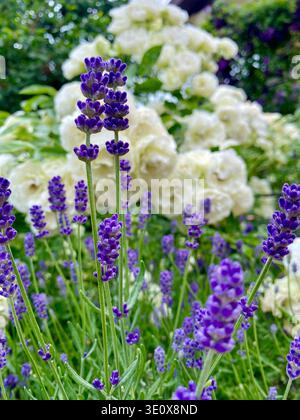 Lush magnificent bloom of lavender and roses and climbing clematis on background Stock Photo