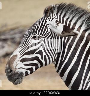 Close vertical up portrait of a plains zebra showing the distinctive black and white stripe pattern on the head and neck in natural African wildlife h Stock Photo