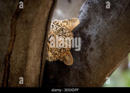 A young wild African leopard (Panthera pardus) peeking curiously from behind a large tree trunk in the Mashatu Game Reserve, Botswana. Stock Photo