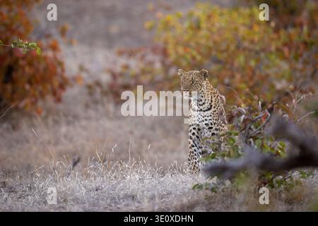 An African leopard (Panthera pardus) stalking through the grass near Mopane trees in the arid landscape of Mashatu, Botswana. Stock Photo