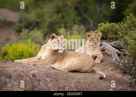 An African lioness (Panthera leo) resting on a dirt mound with her young male cub in the shade during a hot day in Mashatu, Botswana. Stock Photo