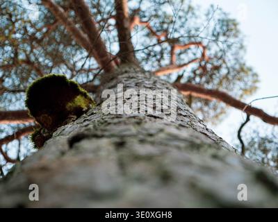 Moss-covered pine tree trunk seen from below with textured bark and spreading branches, Estonia, early spring Stock Photo