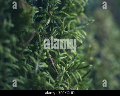 Lush green moss closeup with tiny sporophytes and pine needles on forest floor in Estonia, early spring Stock Photo