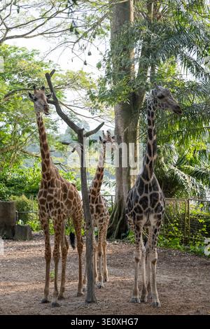 Giraffe head and long neck close up Stock Photo